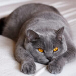 17 Şubat Dünya Kedi Günü Kutlu Olsun 42 British Shorthair 1