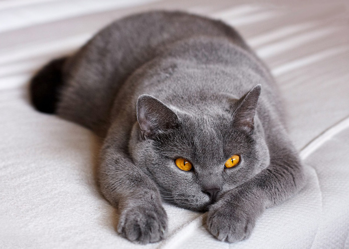 17 Şubat Dünya Kedi Günü Kutlu Olsun 46 British Shorthair 1