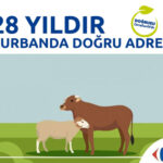 CarrefourSA'da Kurbanlık Satışları Başladı 40 KURBAN 2021 02 1