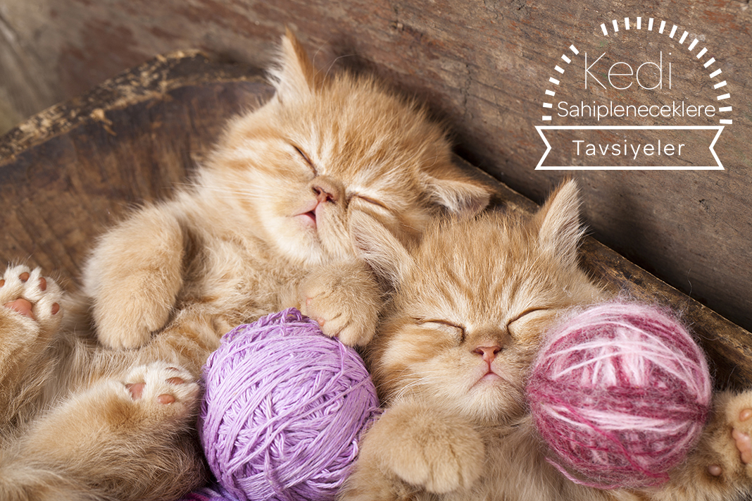 Kedi Sahipleneceklere Tavsiyeler 50 Kedi Sahipleneceklere Tavsiyeler 1 1