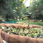 Evde Kendi Zeytininizi Yapmaya Hazır Mısınız? 42 Zeytin hasat min