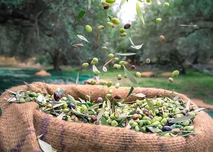 Evde Kendi Zeytininizi Yapmaya Hazır Mısınız? 39 Zeytin hasat min