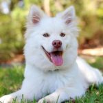 26 Ağustos Dünya Köpek Günü 40 dunya kopek gunu 1