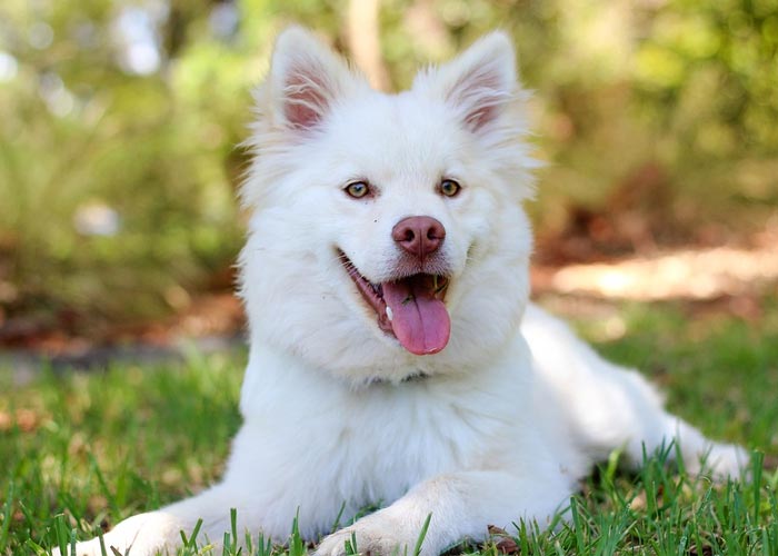 26 Ağustos Dünya Köpek Günü 56 dunya kopek gunu 1