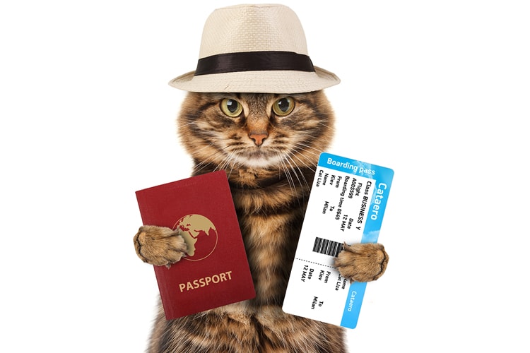 Evcil Hayvan Pasaportu Nasıl Alınır? 52 evcil pasaport min 1