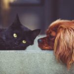 Kedi ve Köpek Bakımında En Sık Sorulan Sorular? 41 kedi kopek bakimi 1