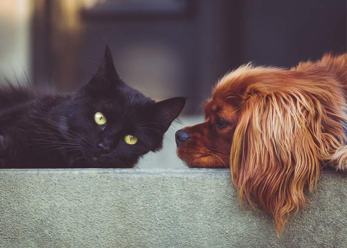 Kedi ve Köpek Bakımında En Sık Sorulan Sorular? 48 kedi kopek bakimi 1