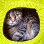 Kedi ve Köpek Kulübesi Yapıyoruz 40 kedi kopek kulubesi 1