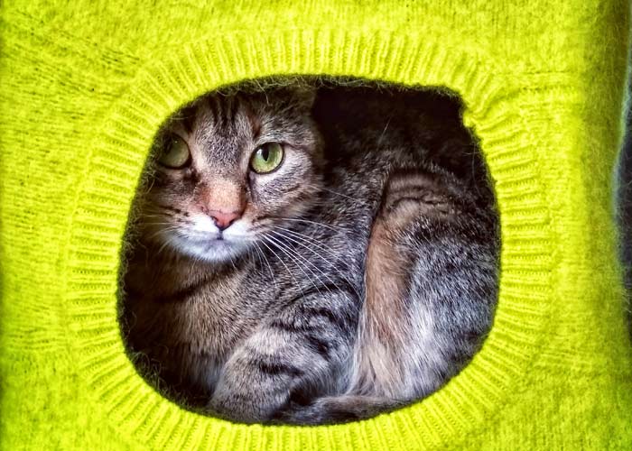 Kedi ve Köpek Kulübesi Yapıyoruz 44 kedi kopek kulubesi 1