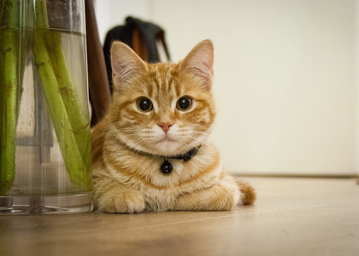Kedinizin Evde Hangi Malzemelere İhtiyacı Var? 46 kedi urunleri 1
