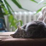 Kedi Sahiplenmeden Önce Bilinmesi Gerekenler 40 kediler hakkinda 1