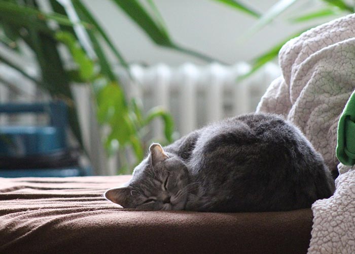 Kedi Sahiplenmeden Önce Bilinmesi Gerekenler 50 kediler hakkinda 1