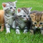 kittens min 1