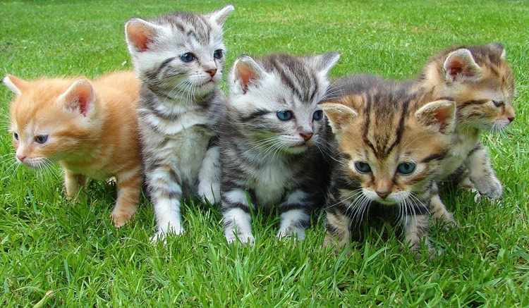 Bir Kedi Sahiplenmeye Hazır Mısınız? 54 kittens min 1