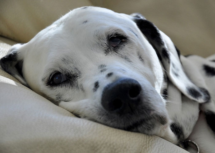 Köpek Sahiplenmeden Önce Bilmeniz Gerekenler 56 kopek sahiplenmek 1