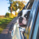 Köpeğinizle Araba Yolculuğunu Nasıl Kolaylaştırabilirsiniz? 41 kopekle yolculuk 1