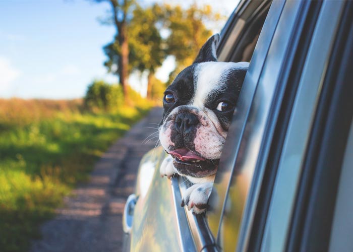 Köpeğinizle Araba Yolculuğunu Nasıl Kolaylaştırabilirsiniz? 46 kopekle yolculuk 1