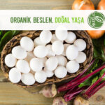 Organik Beslenme 41 organik beslenme 1