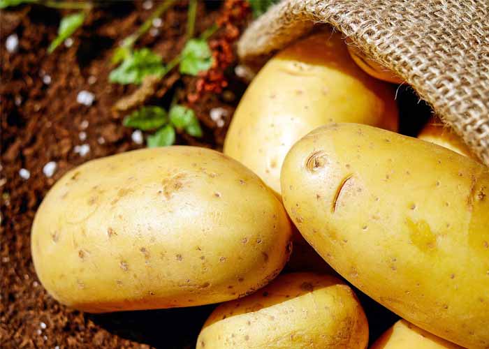 Patates Mücveri ve Patatesin Faydaları 44 patates 2