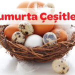 Yumurta Çeşitleri 41 yumurta cesitleri 1