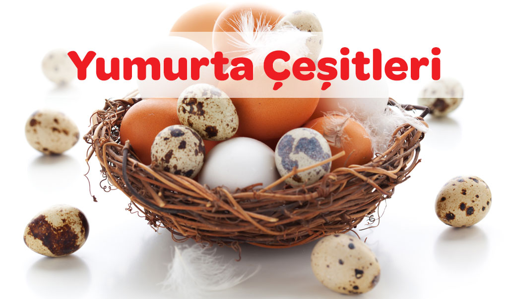 Yumurta Çeşitleri 46 yumurta cesitleri 1