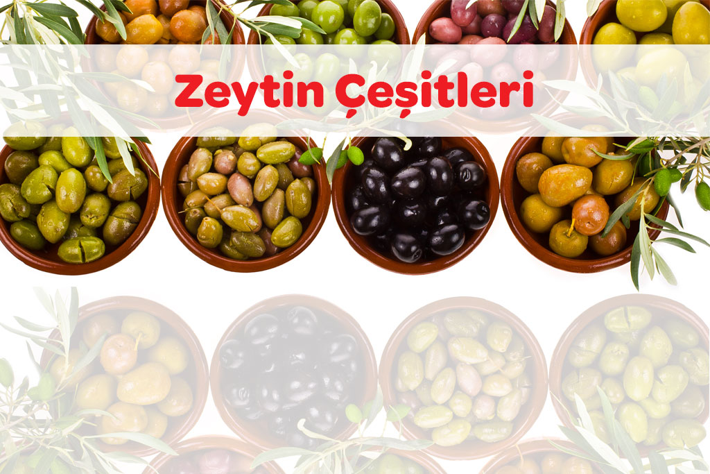 Zeytin Çeşitleri 50 zeytin cesitleri 1 1